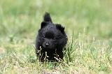 SCHIPPERKE 608